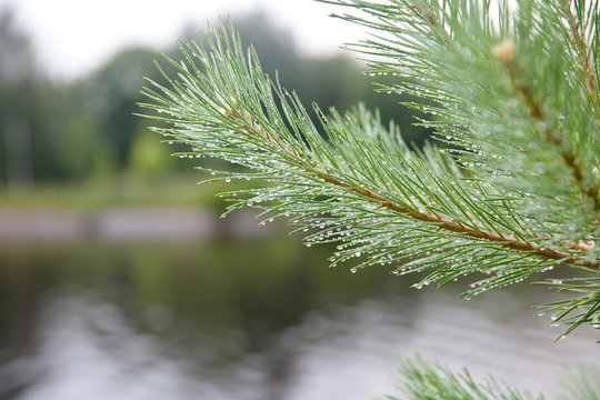 pine needles with water drops close-up