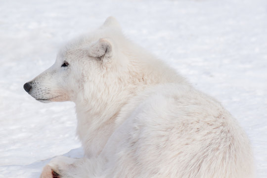Wild arctic wolf is lying on white snow. Close up. Animals in wildlife. Canis lupus arctos.
