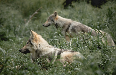 Wolf Puppies On The Hunt - 222015706
