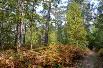 Forêt Automnale