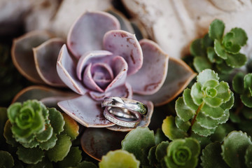 Two wedding rings on a succulent plant, close up shot