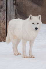Obraz na płótnie Canvas Wild alaskan tundra wolf is standing on white snow. Canis lupus arctos.