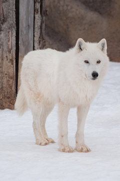 Wild alaskan tundra wolf is standing on white snow. Canis lupus arctos.
