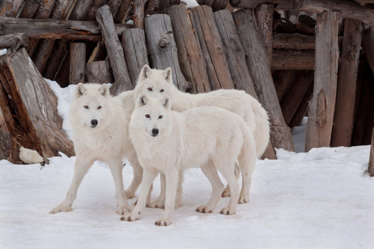 Three wild alaskan tundra wolfs are playing on white snow. Canis lupus arctos. Polar wolf or white wolf.