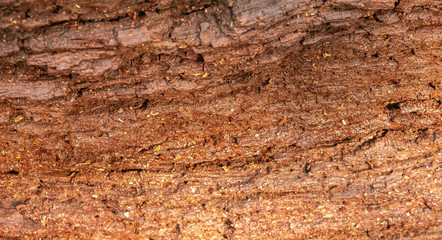 old tree texture, background texture