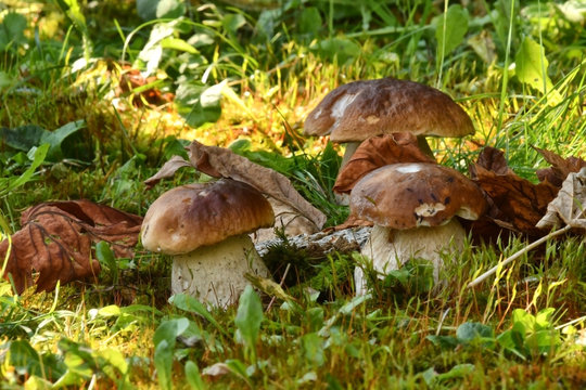 Freschi funghi porcini, cresciuti nel prato 