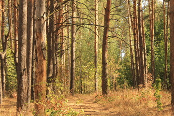 forest in autumn