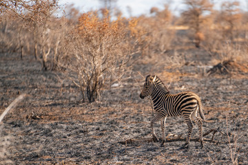 Zebra foal is walking through a burned area after bush fire at Kruger Nationalpark, South Africa