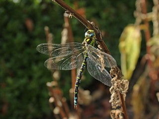 Männliche Blaugrüne Mosaikjungfer (Aeshna cyanea) 
