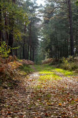 Forêt Automnale