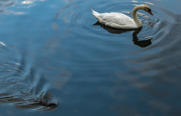 Fototapeta premium swan and otter in the pond