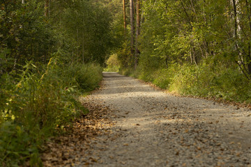 Fototapeta premium Gravel road in the autumn forest on a sunny afternoon