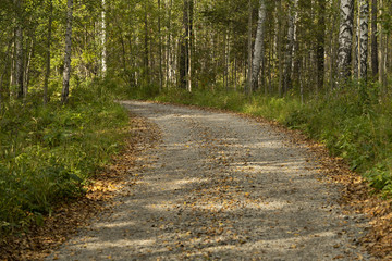 Gravel road in the autumn forest on a sunny afternoon