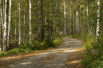 Gravel road in the autumn forest on a sunny afternuoon