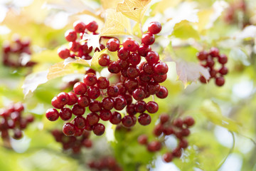 Fruits of a viburnum on a branch. Guelder rose.