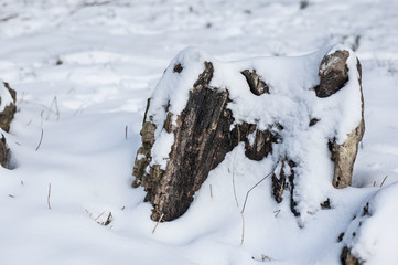An old wooden stump covered with snow in the winter