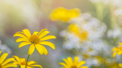 Gelbe Blumen, Sonnenhut, Sommer Herbst