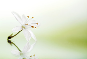 Small white flower macro background