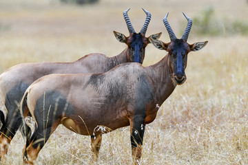 Topiantelope