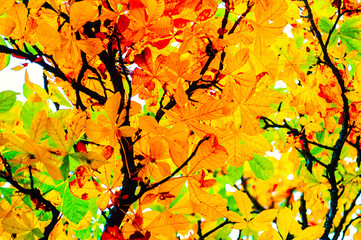 Obraz na płótnie Canvas autumn leaves on the tree