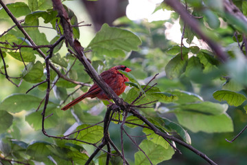 Fat Cardinal on Branch