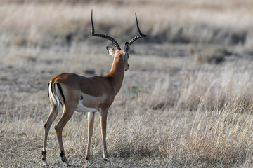 Antelope