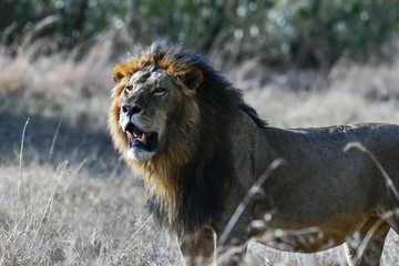 Lion