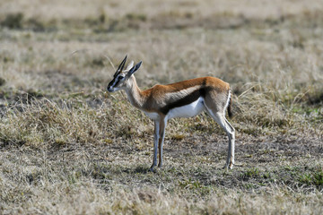 Antelope