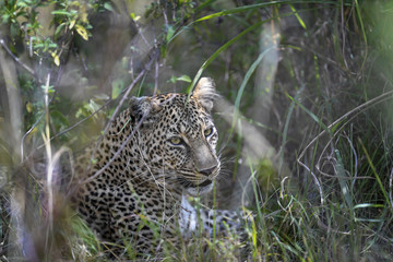 Leopard