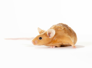 Copper colored mouse isolated on white.