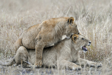 Lion