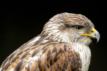 Königsrauhfußbussard