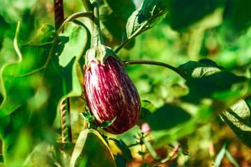Ripe purple eggplant in an organic orchard. Coriano, Emilia Romagna, Italy.