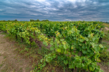 Fototapeta na wymiar White grapes vineyard the western end of the Loire Valley in France 2