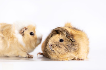 Adorable guinea pigs isolated on white background