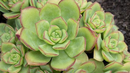 Fototapeta premium Macro of beautiful succulent Echeveria plant, from Crassulaceae family. Succulent plant shaped like a rose.