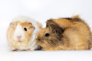 Adorable guinea pigs isolated on white background