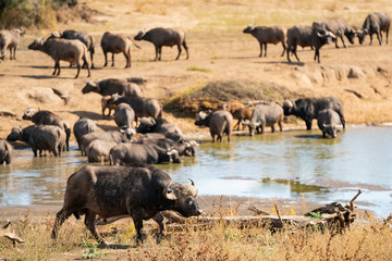Buffalo is walking around a waterwhole while the herd is drinking at Kruger Nationalpark, South Africa