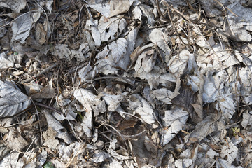 dry leaves on the floor