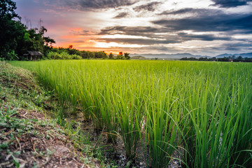 Green rice field in the evening
