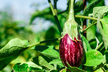 Ripe purple eggplant in an organic orchard. Coriano, Emilia Romagna, Italy.