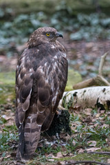 Portrait of European honey buzzard (Pernis apivorus) also known as Common pern. Beautiful bird of prey with yellow eyes sitting on a stump.