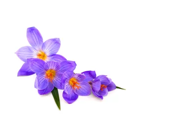 Cercles muraux Crocus Violet crocuses on a white background with space for text
