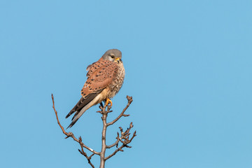 Common kestrel (Falco tinnunculus), male, perching on the branch on clear blue background. Wild bird of prey European or Eurasian kestrel sitting on top of the tree against blue sky. Winter, Czech.