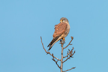 Common kestrel (Falco tinnunculus), male, perching on the branch on clear blue background. Wild bird of prey European or Eurasian kestrel sitting on top of the tree against blue sky.