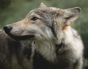Wolf Close-Up