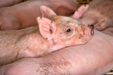 Small piglet sleep in the farm.