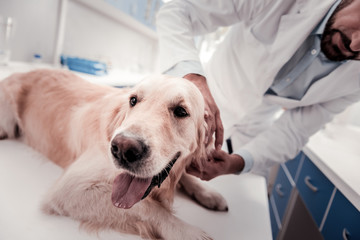 Be quiet. Competent vet standing on the background and bowing head while examining his patient