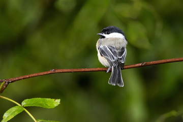 Black-capped Chickadee ( Poecile atricapillus) perched on a tree branch near a feeder station on a...
