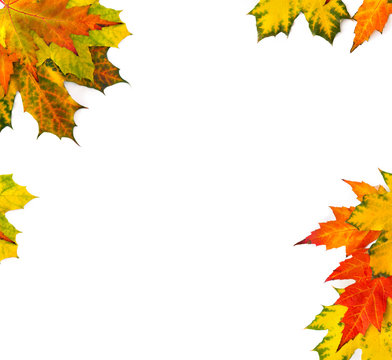 Yellow and orange beautiful autumnal maple leaves on a white background with space for text. Top view, flat lay